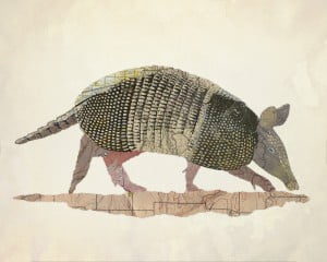 armadillo