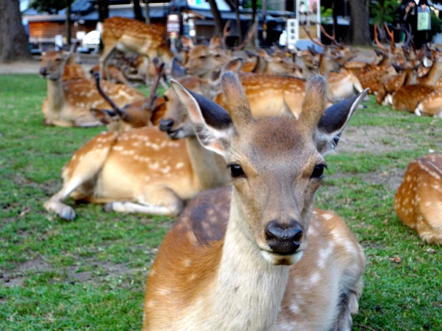 Japan Nara Deer Background