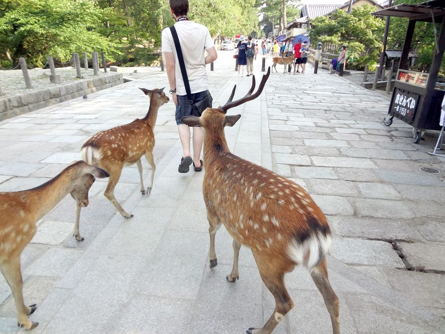 Japan Nara Deer Chasing