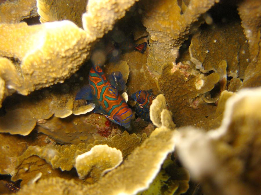 Manado Diving Mandarin Fish Hiding