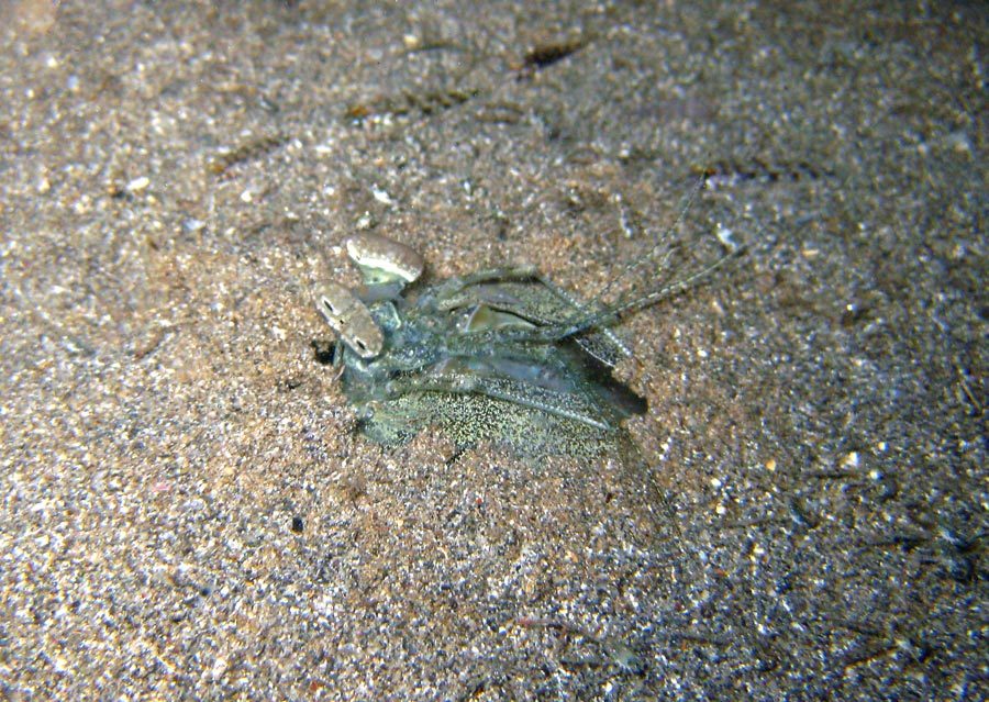 Manado Diving Mantis Shrimp Hidden