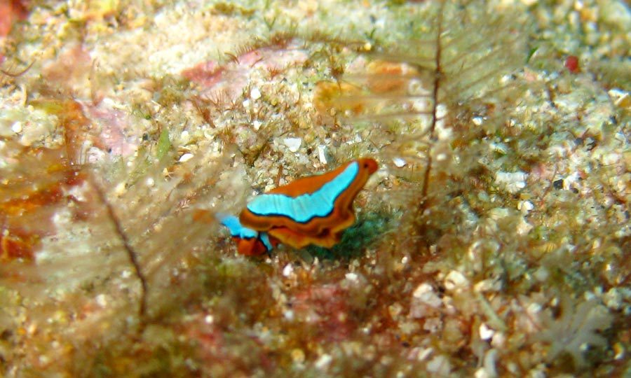 Manado Diving Nudibranch Orange-Blue