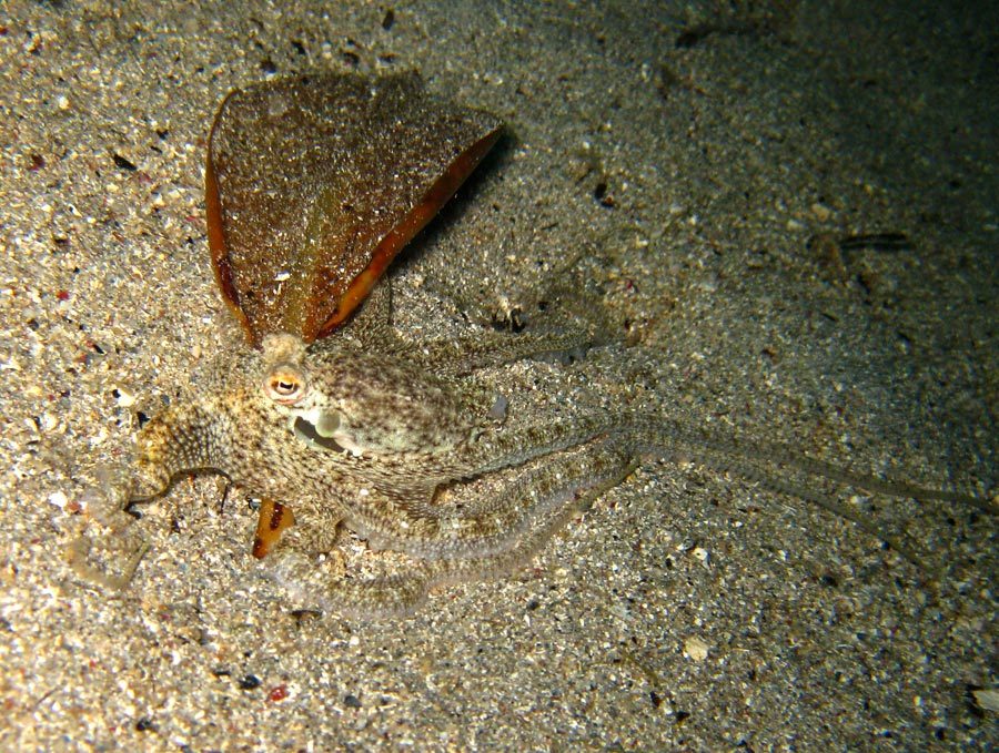 Manado Diving Octopus Seabed