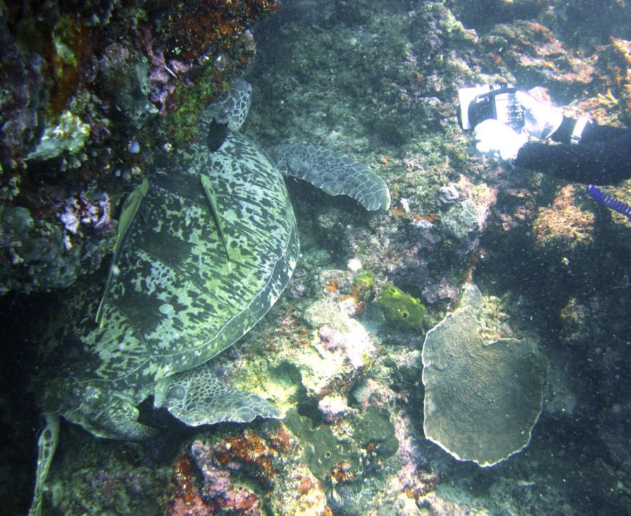 Manado Diving Turtle Big Compare