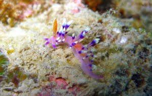 Nudibranch