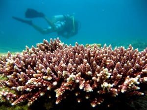 Dayang