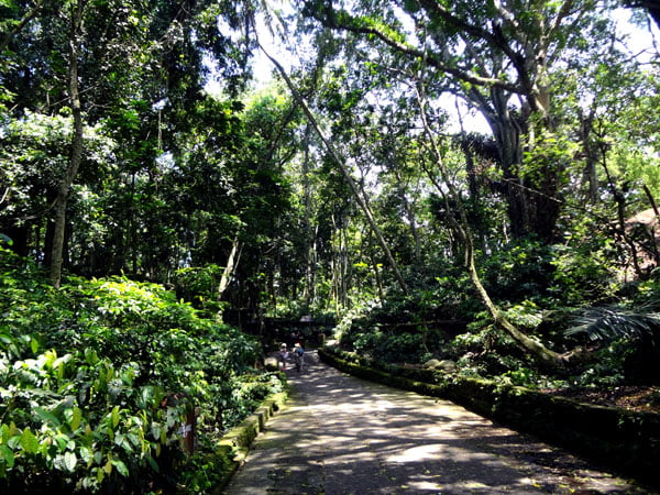 Bali Ubud Monkey Forest Foliage