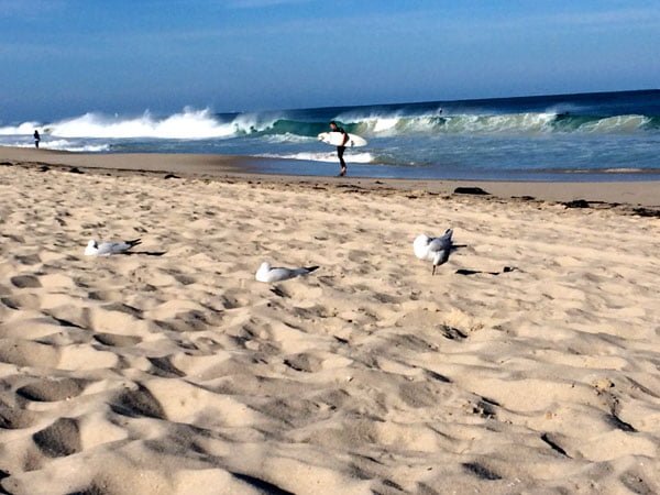 Perth Scarborough Rendezvous Beach Surf Birds