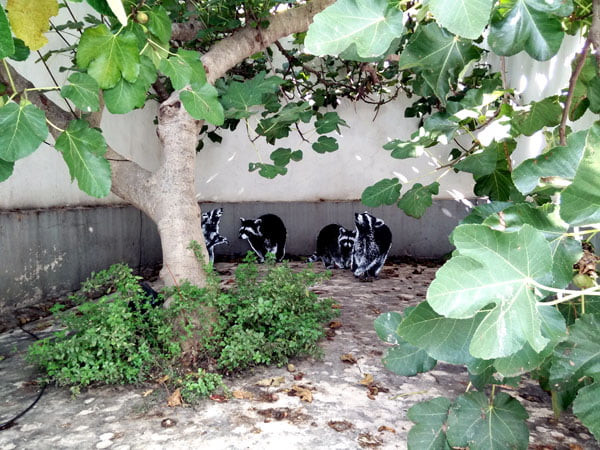 Portugal - Lagos Street Art LAC backyard raccoons