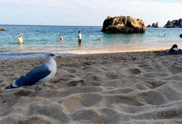 Portugal - Lagos Dona Ana Beach Seagull