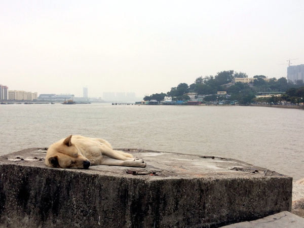 Macau Coloane Sea Sleeping Dog