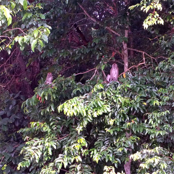 Bintan Mangrove Animals