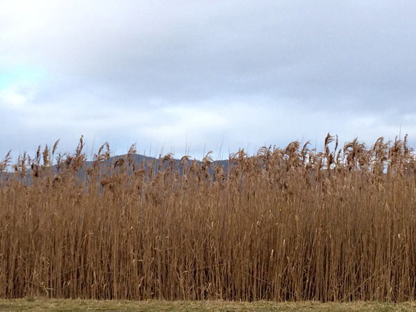 Gippsland Wilsons Promontory Tall Grass