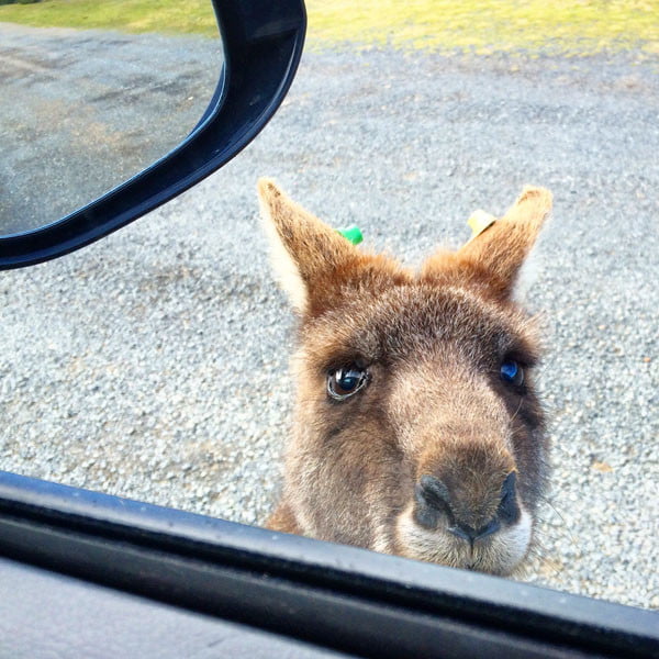 Gippsland Wilsons Promontory Wallaby