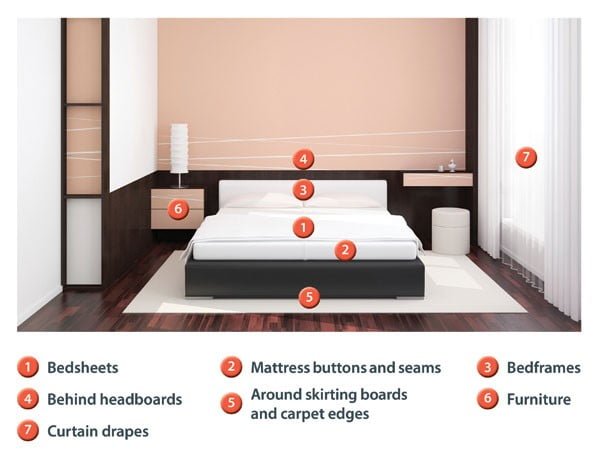 Bed Bugs - Diagram Rentokil