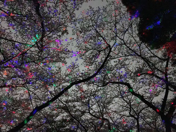 Tokyo Yoyogi Park Sakura Lights