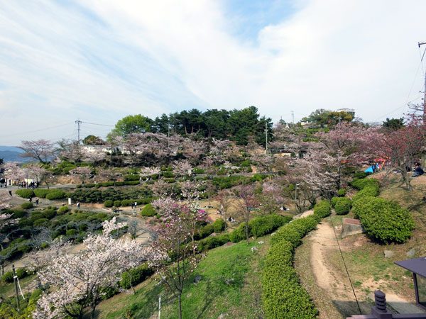 Onomichi - Senkoji Park Sakura