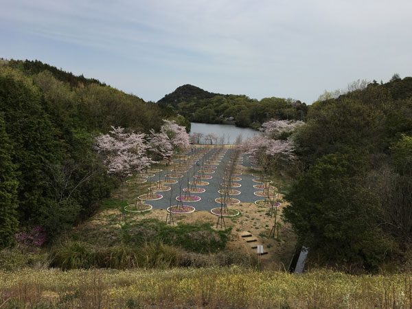 Setouchi Triennale 2016 - Naoshima Cherry Blossom Maze