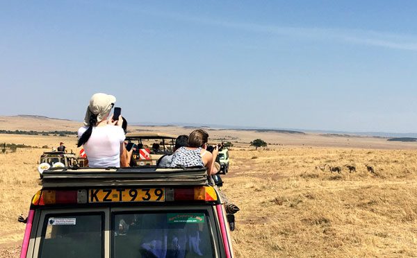 Kenya Maasai Mara Safari Cheetah Jeep