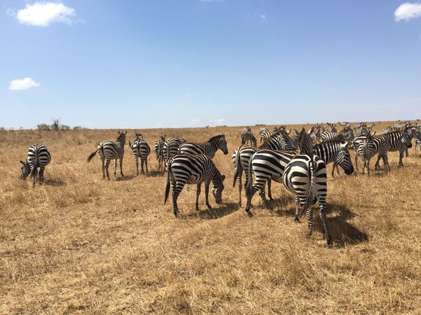 Kenya Maasai Mara Safari Zebra Herd