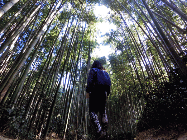 Korea Damyang Bamboo Forest Selfie