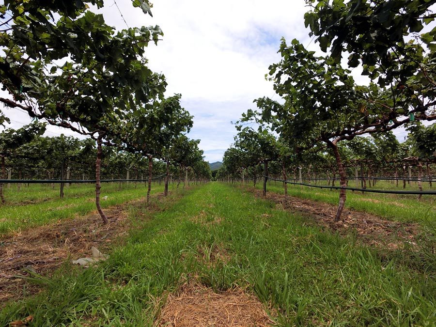 Hua Hin Monsoon Valley Vineyard Vines