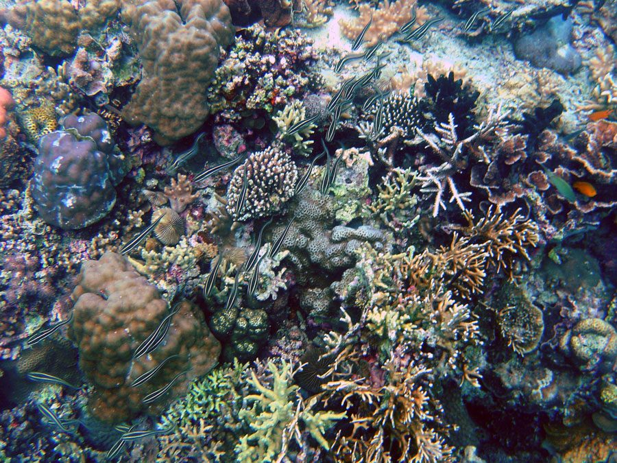 Cebu Moalboal Convict Blennies