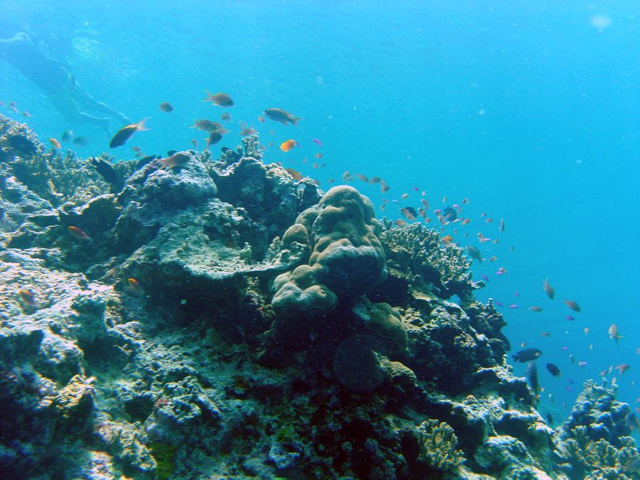 Cebu Moalboal Coral Reef