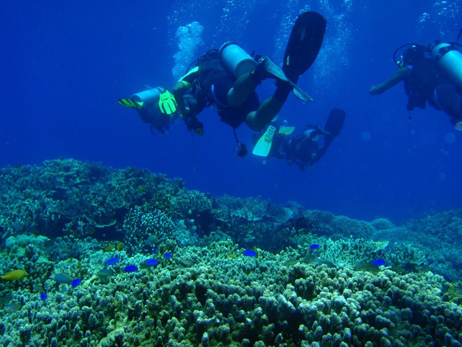 Cebu Moalboal Diving Underwater
