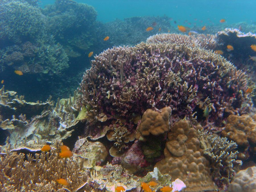 Cebu Moalboal Razorfish Coral