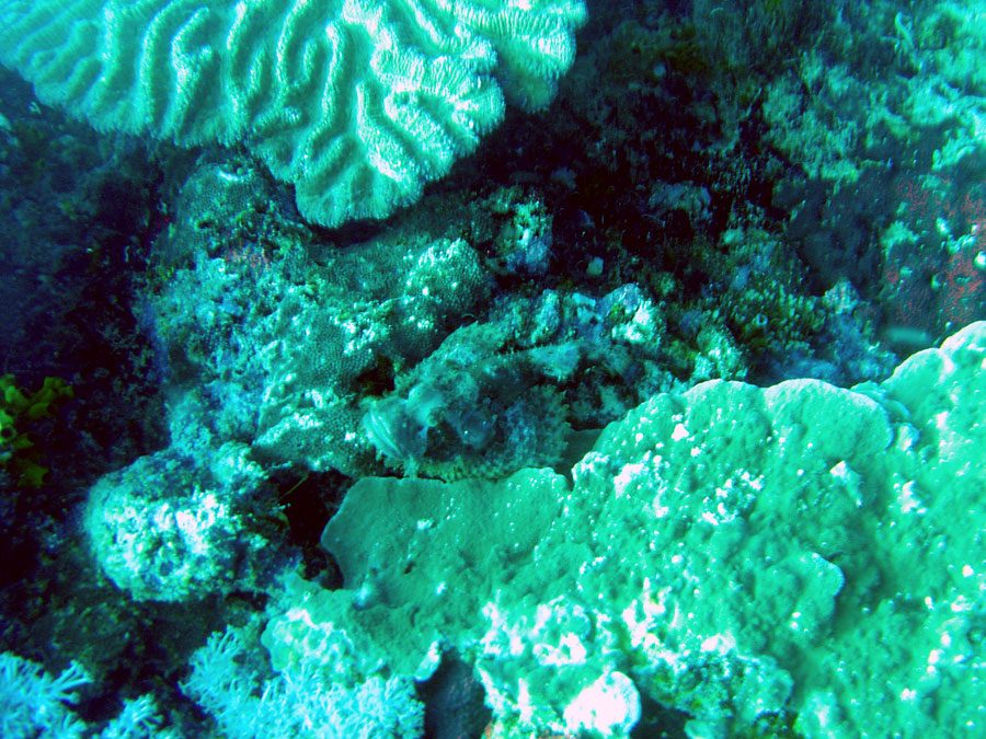 Cebu Moalboal Scorpionfish