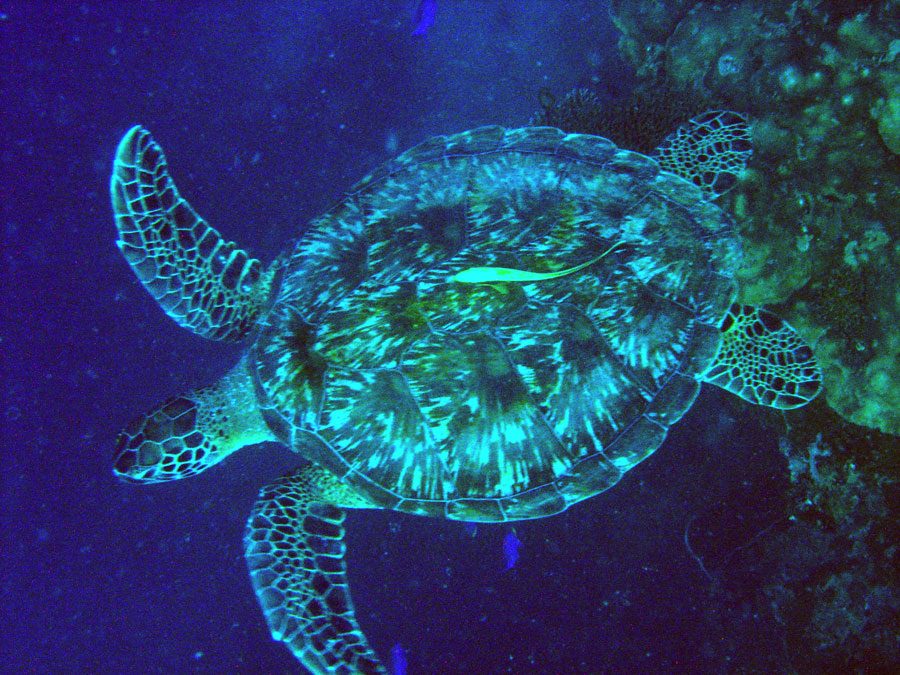 Cebu Moalboal Turtle