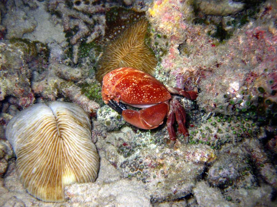 Redang Diving Crab