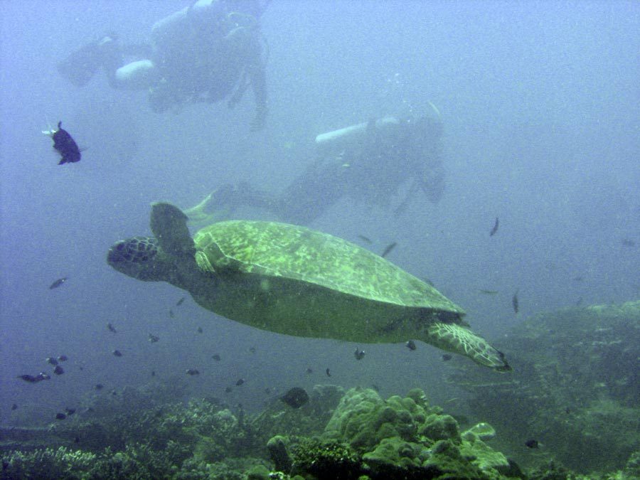Sipadan Turtle Divers