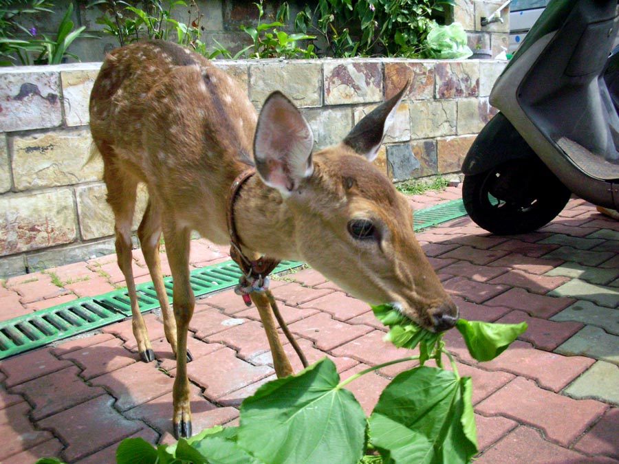 Taitung Lyudao Guesthouse Sika Deer