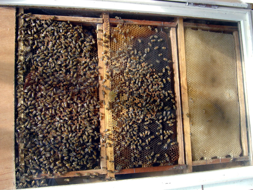 Cameron Highlands Bees