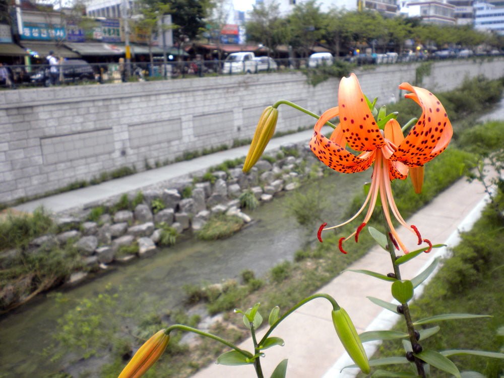 Seoul Cheonggyecheon Flower