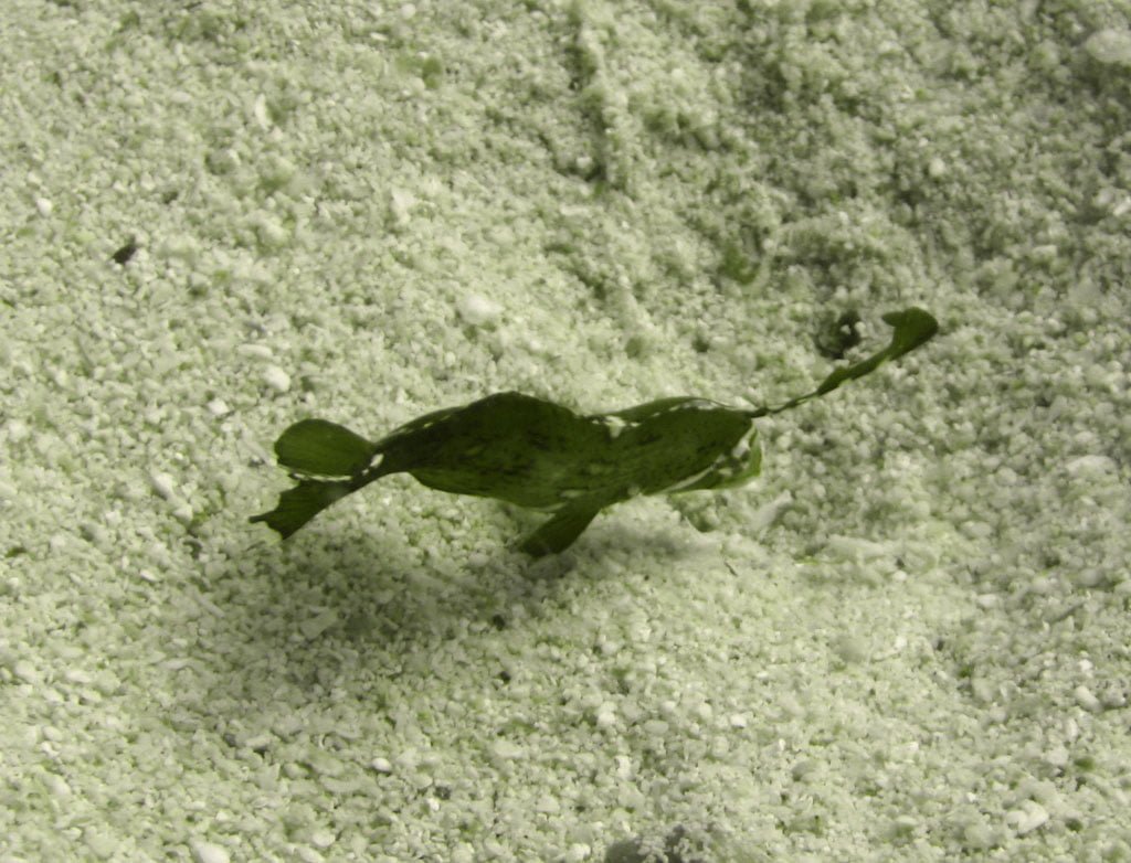 Cebu Malapascua Leaf Fish