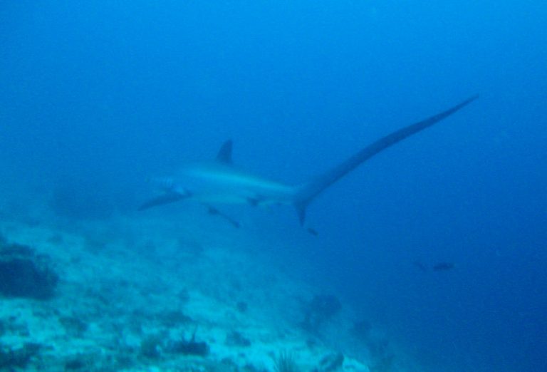 Cebu Malapascua Thresher Shark