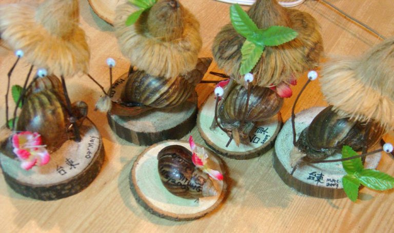 Taitung Luye Snails