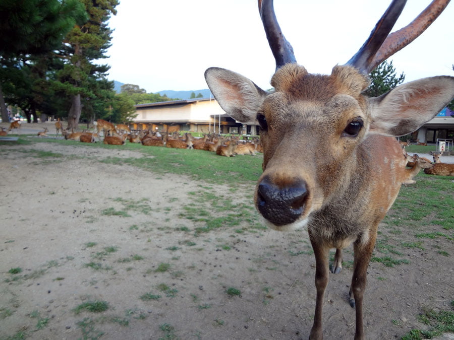 Japan Nara Deer Closeup