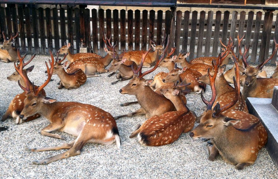 Japan Nara Deer Many