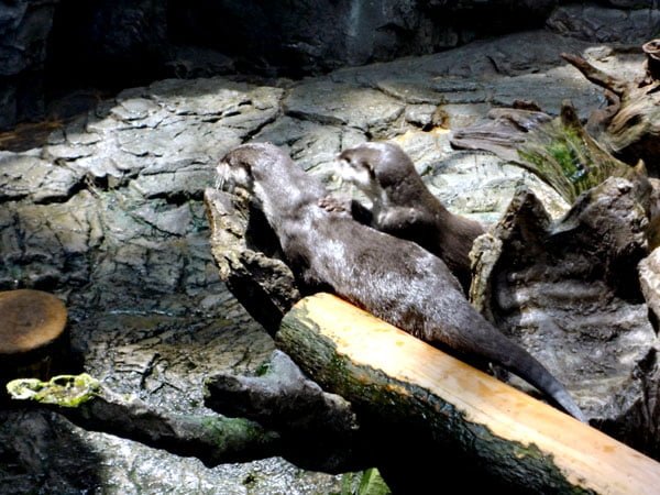 Osaka - Kaiyukan Otters