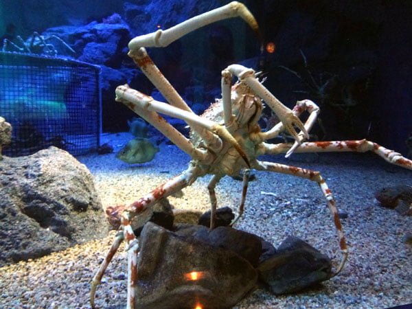 Osaka - Kaiyukan Spider Crab