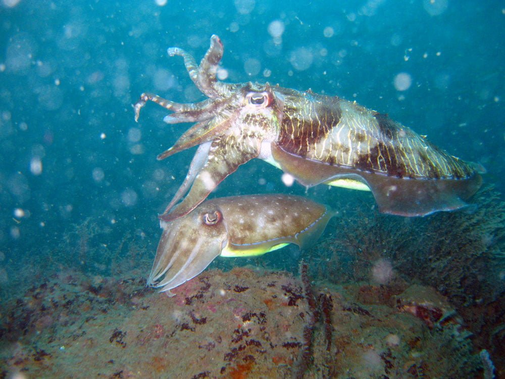 Tioman Wreck Diving Cuttlefish Pair