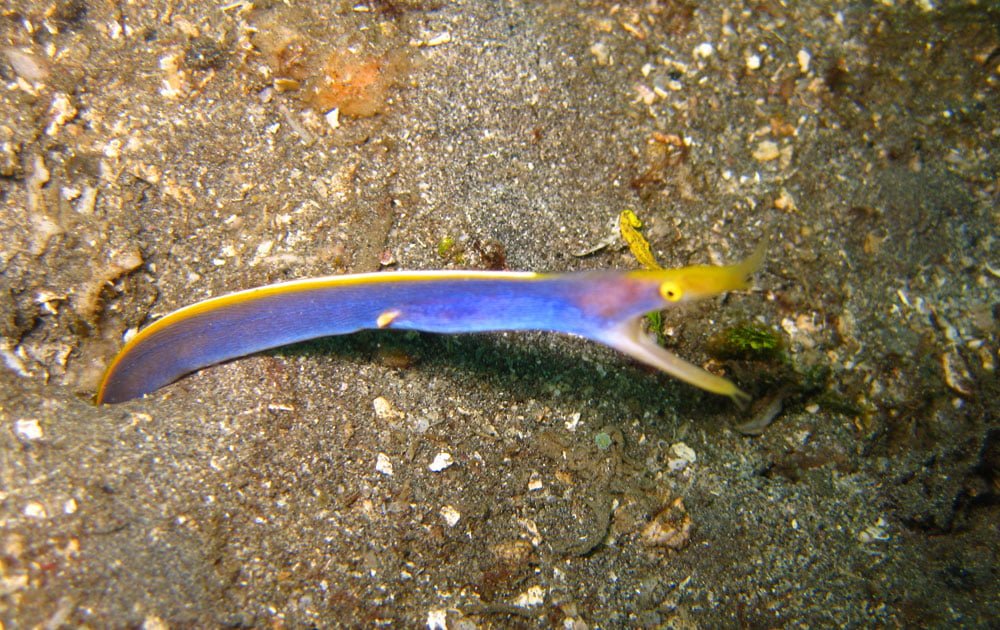 Lembeh Diving Blue Ribbon Eel