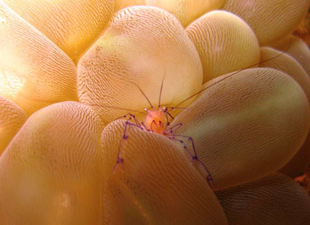 Lembeh Diving Bubble Coral Shrimp