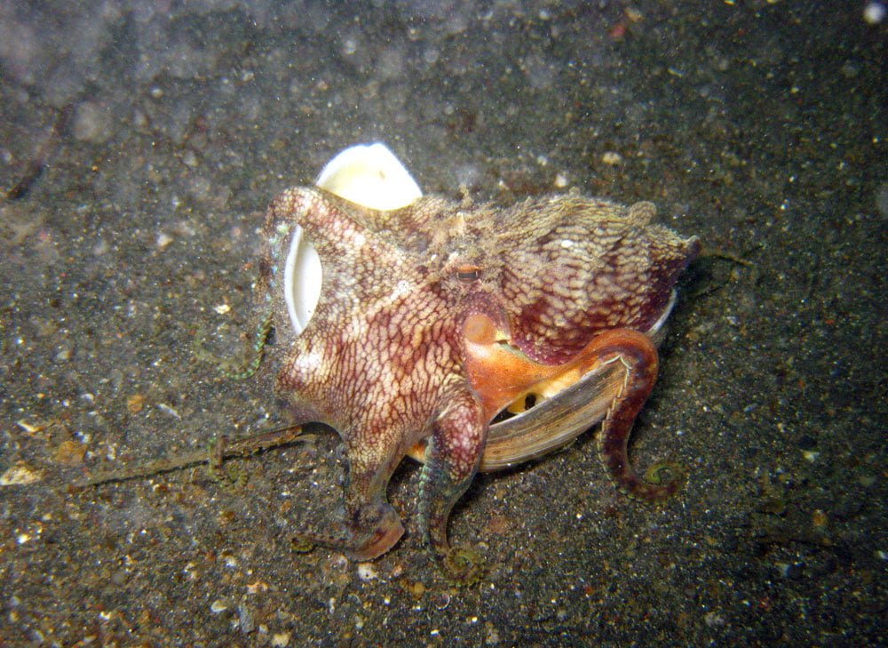 Lembeh Diving Coconut Octopus Walking