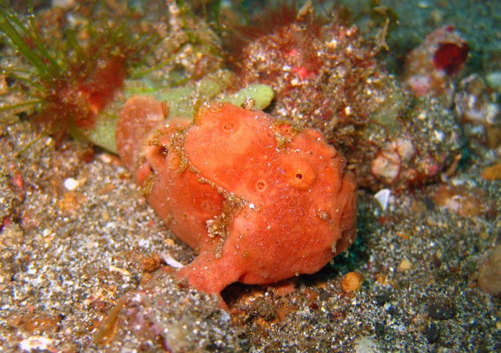 Lembeh Diving Frogfish Orange Small