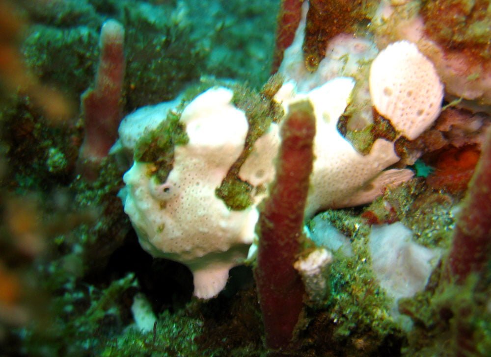 Lembeh Diving Frogfish White
